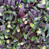 Leptinelă - Leptinella squalida ‘Platt's Black’