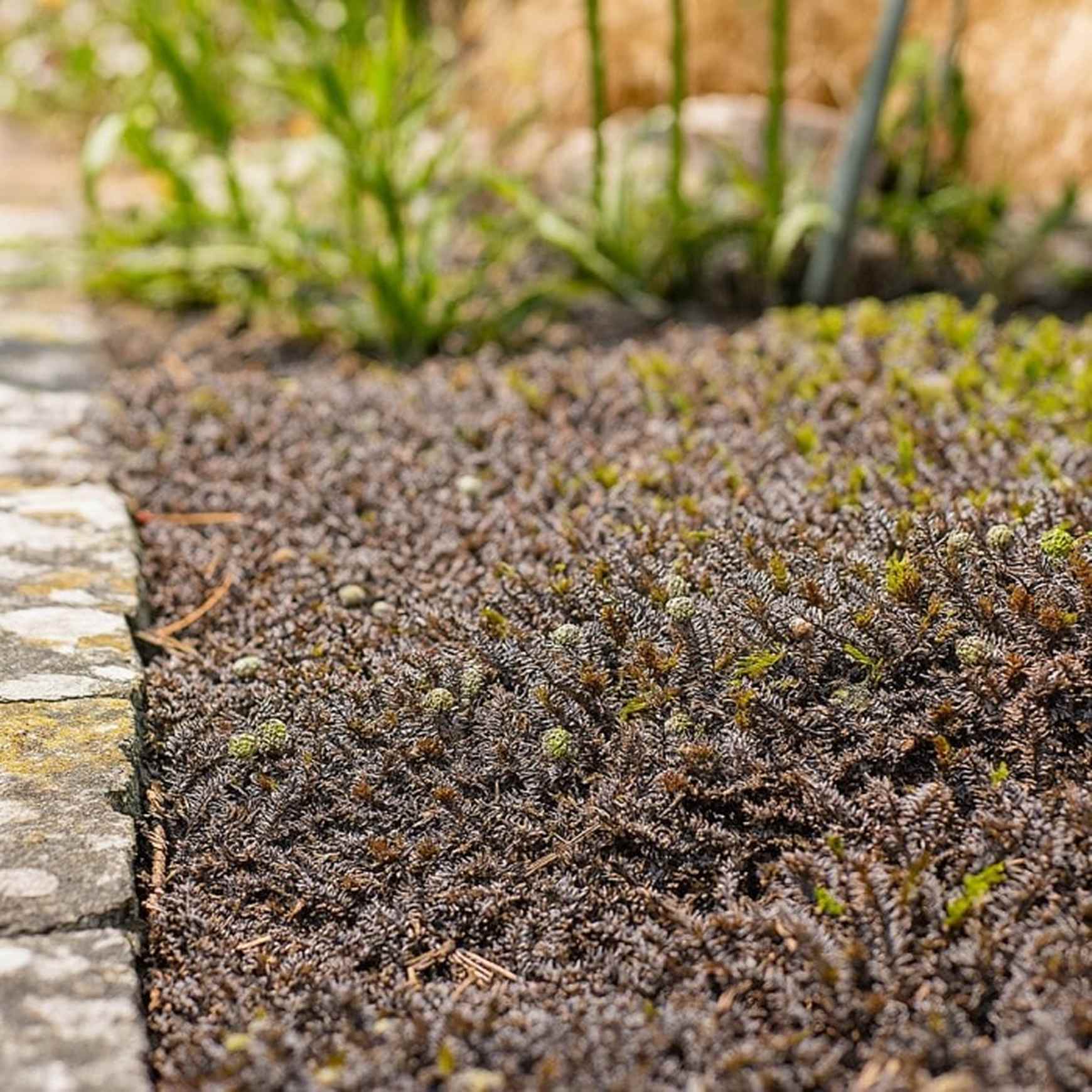 Leptinelă - Leptinella squalida ‘Platt's Black’