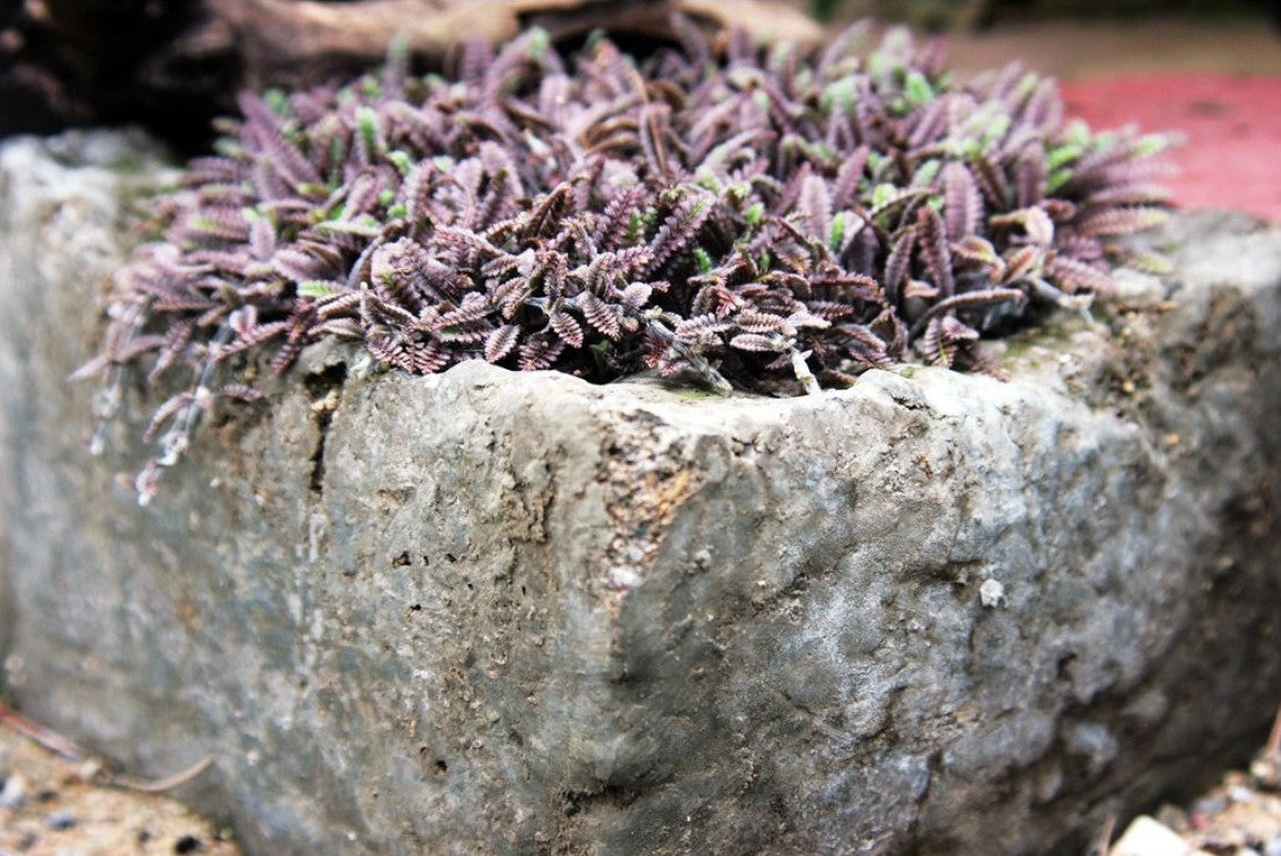 Leptinelă - Leptinella squalida ‘Platt's Black’