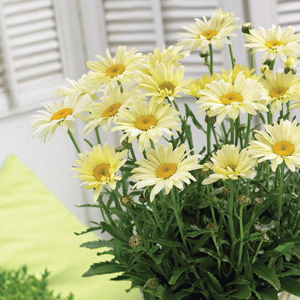 Margarete crem - Leucanthemum superbum Banana Cream