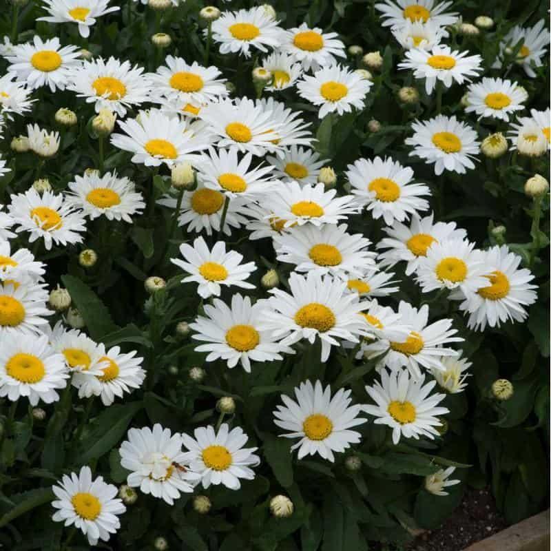 Margarete - Leucanthemum maximum Madonna