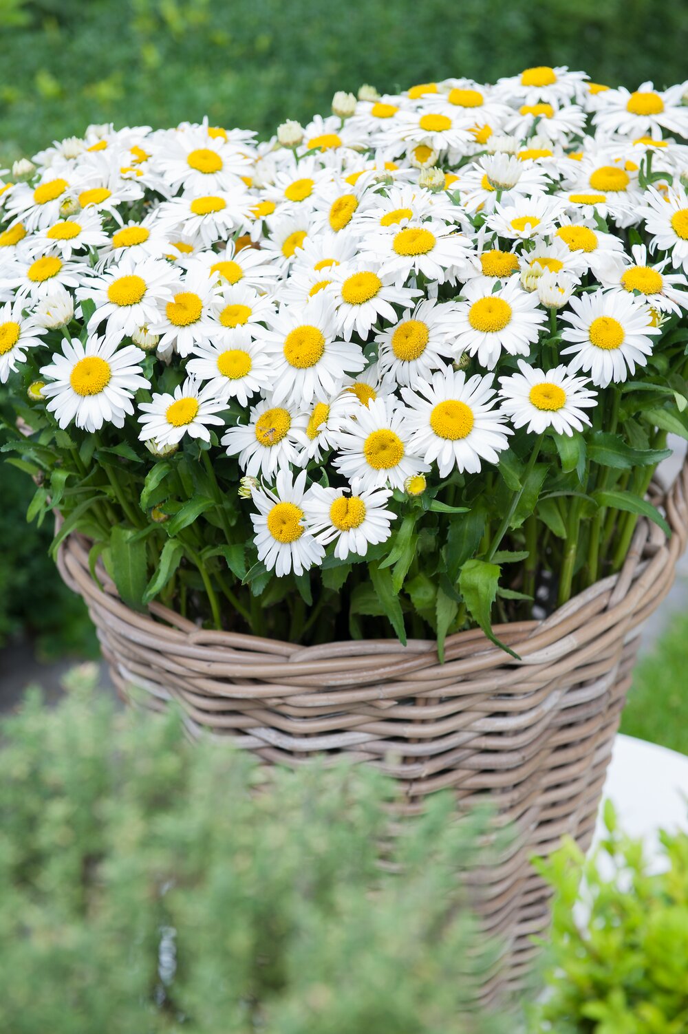 Margarete - Leucanthemum maximum Ooh La™ ‘La Blanche’