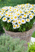 Margarete - Leucanthemum maximum Ooh La™ ‘La Blanche’