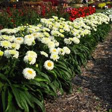 Margarete - Leucanthemum × superbum 'Macaroon'
