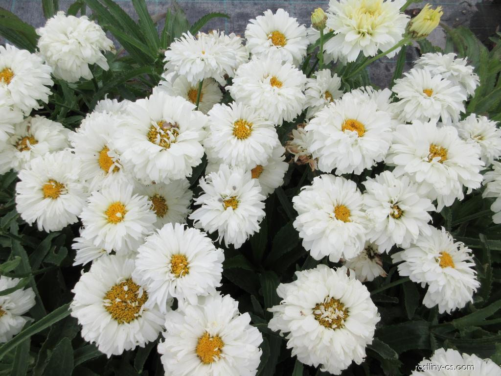Margarete - Leucanthemum × superbum 'Macaroon'
