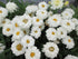 Margarete - Leucanthemum × superbum 'Macaroon'
