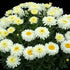 Margarete - Leucanthemum × superbum 'Macaroon'