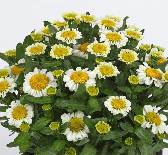 Margarete -  Leucanthemum × superbum 'Sweet Daisy Shelly'