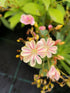 Levisia - Lewisia cotyledon Mountain Dreams