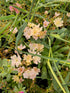 Levisia - Lewisia cotyledon Mountain Dreams