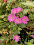 Levisia - Lewisia cotyledon Mountain Dreams