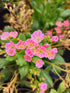Levisia - Lewisia cotyledon Mountain Dreams
