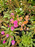 Levisia - Lewisia cotyledon Mountain Dreams