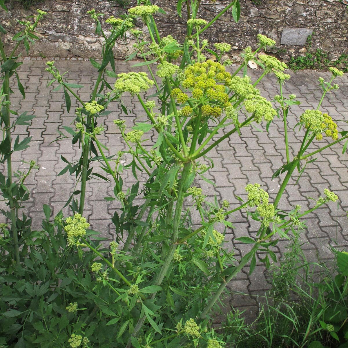 Leuștean - Levisticum officinale