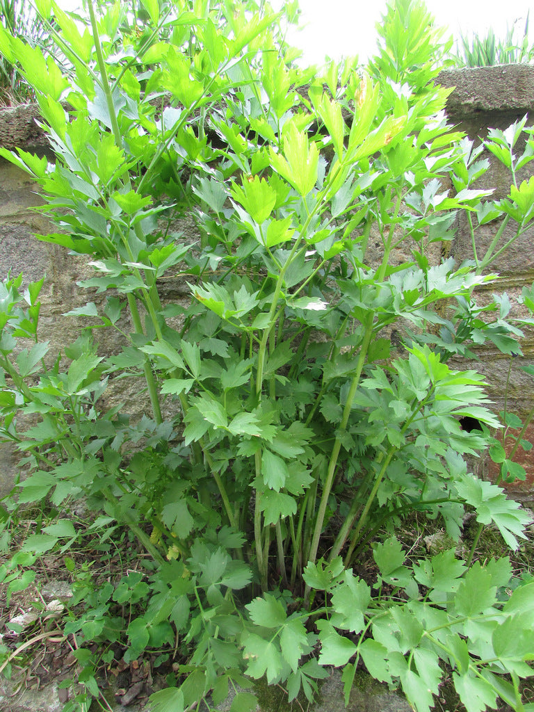 Leuștean - Levisticum officinale