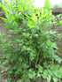 Leuștean - Levisticum officinale