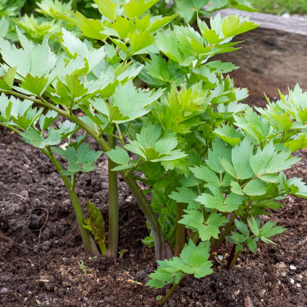 Leuștean - Levisticum officinale