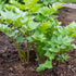 Leuștean - Levisticum officinale