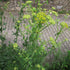 Leuștean - Levisticum officinale