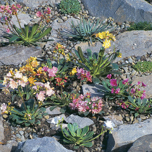 Levisia - Lewisia cotyledon Elise