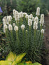 Steaua strălucitoare albă - Liatris spicata White