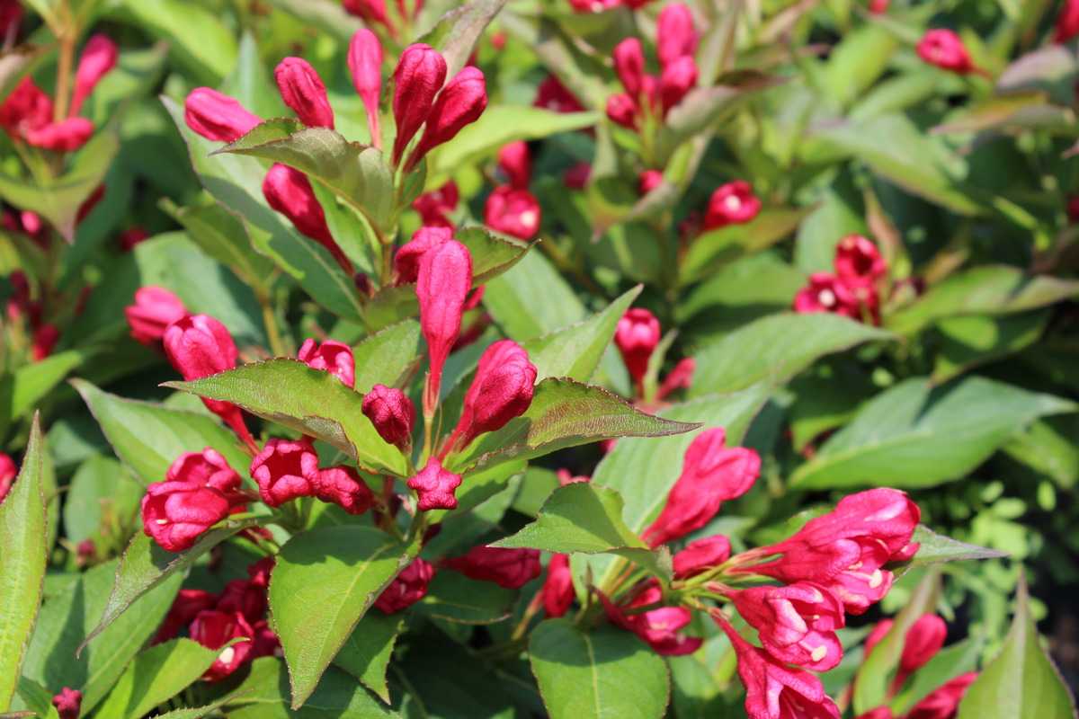 Weigela - Weigela 'All Summer Red'
