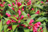 Weigela - Weigela 'All Summer Red'