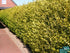 Lemn câinesc- Ligustrum ovalifolium ‘Aureum’