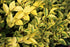 Lemn câinesc- Ligustrum ovalifolium ‘Aureum’