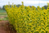 Lemn câinesc- Ligustrum ovalifolium ‘Aureum’