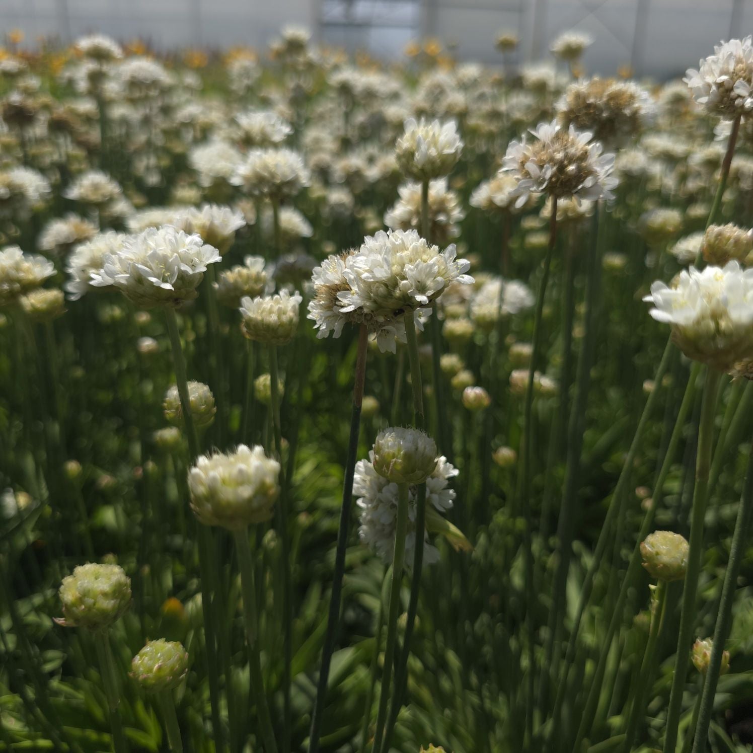 Limba peștelui alb - Armeria pseudoarmeria Ballerina White