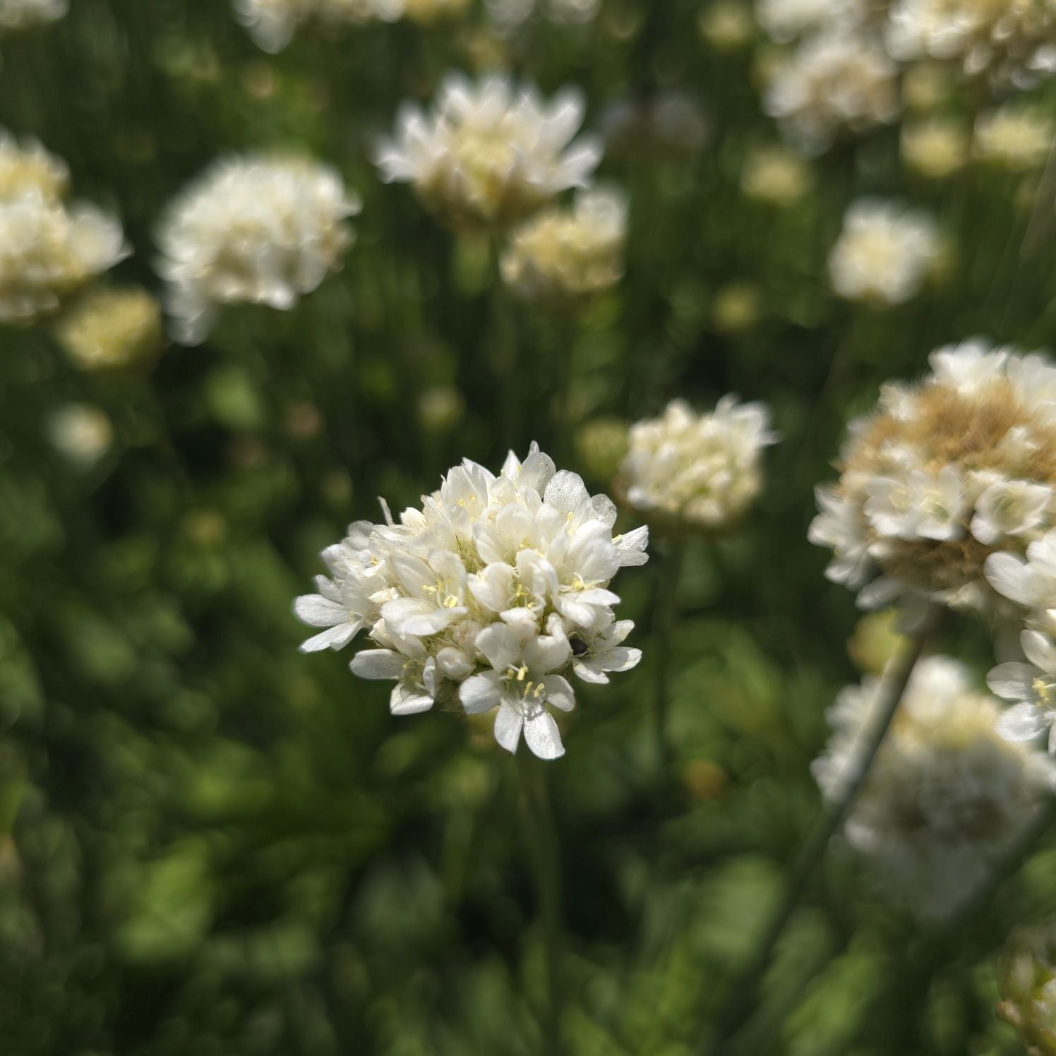 Limba peștelui alb - Armeria pseudoarmeria Ballerina White