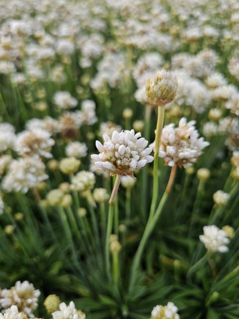 Limba peștelui alb - Armeria pseudoarmeria Ballerina White