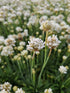 Limba peștelui alb - Armeria pseudoarmeria Ballerina White