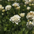 Limba peștelui alb - Armeria pseudoarmeria Ballerina White