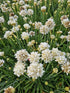 Limba peștelui alb - Armeria pseudoarmeria Ballerina White