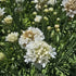 Limba peștelui alb - Armeria pseudoarmeria Ballerina White
