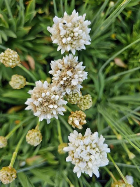 Limba peștelui alb - Armeria pseudoarmeria Ballerina White