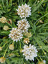 Limba peștelui alb - Armeria pseudoarmeria Ballerina White
