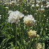 Limba peștelui alb - Armeria pseudoarmeria Ballerina White