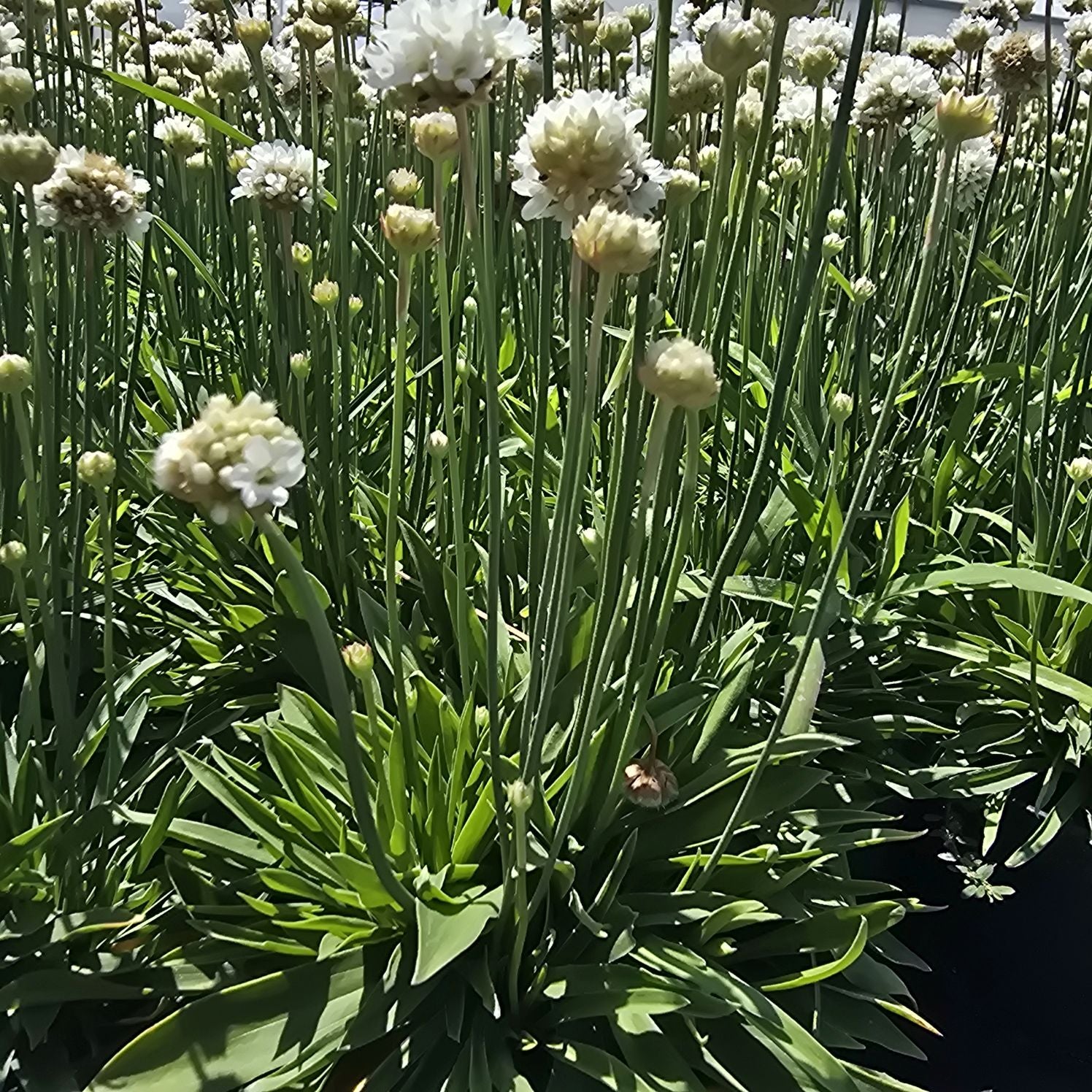 Limba peștelui alb - Armeria pseudoarmeria Ballerina White
