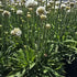 Limba peștelui alb - Armeria pseudoarmeria Ballerina White