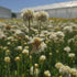 Limba peștelui alb - Armeria pseudoarmeria Ballerina White