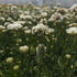 Limba peștelui alb - Armeria pseudoarmeria Ballerina White