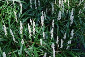 Liriope alb - Liriope muscari ‘Monroe White’