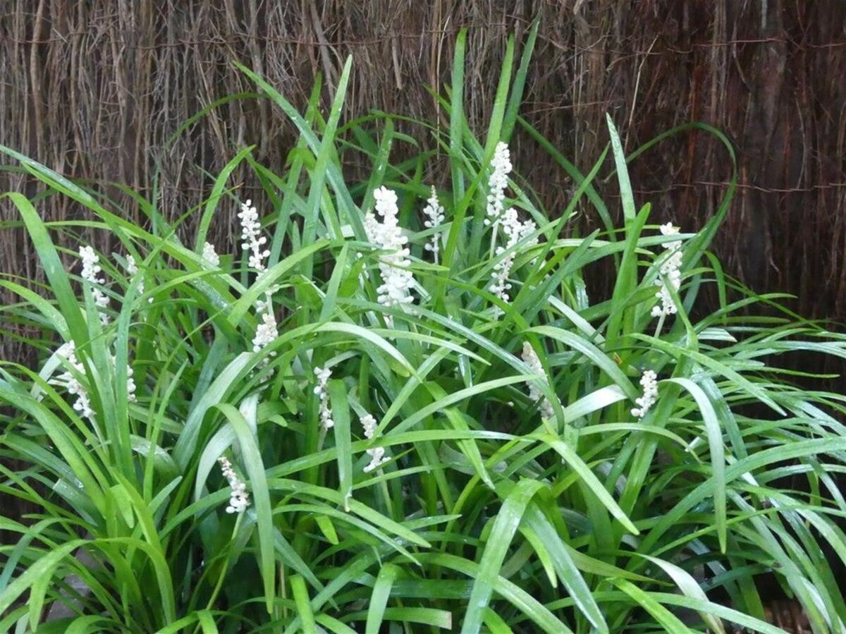 Liriope alb - Liriope muscari ‘Monroe White’