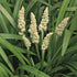 Liriope alb - Liriope muscari ‘Monroe White’