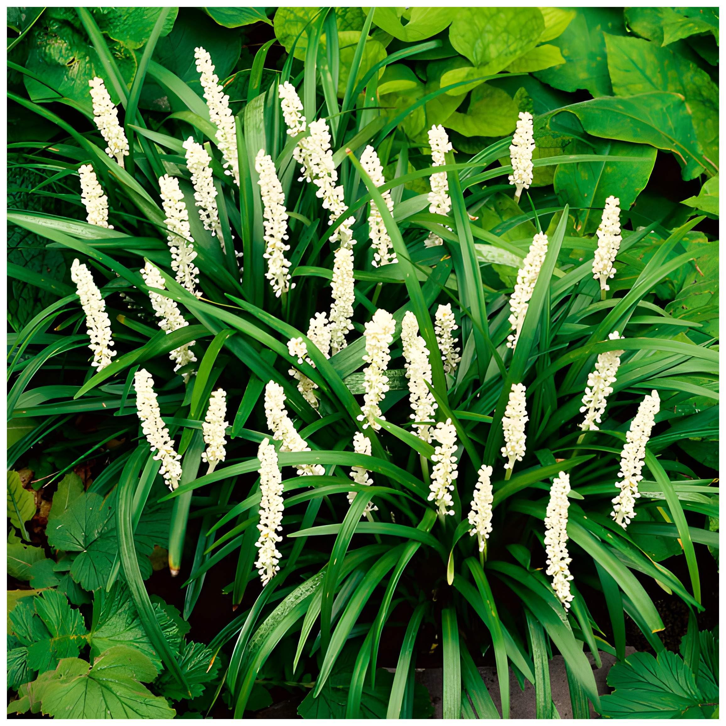 Liriope alb - Liriope muscari ‘Monroe White’