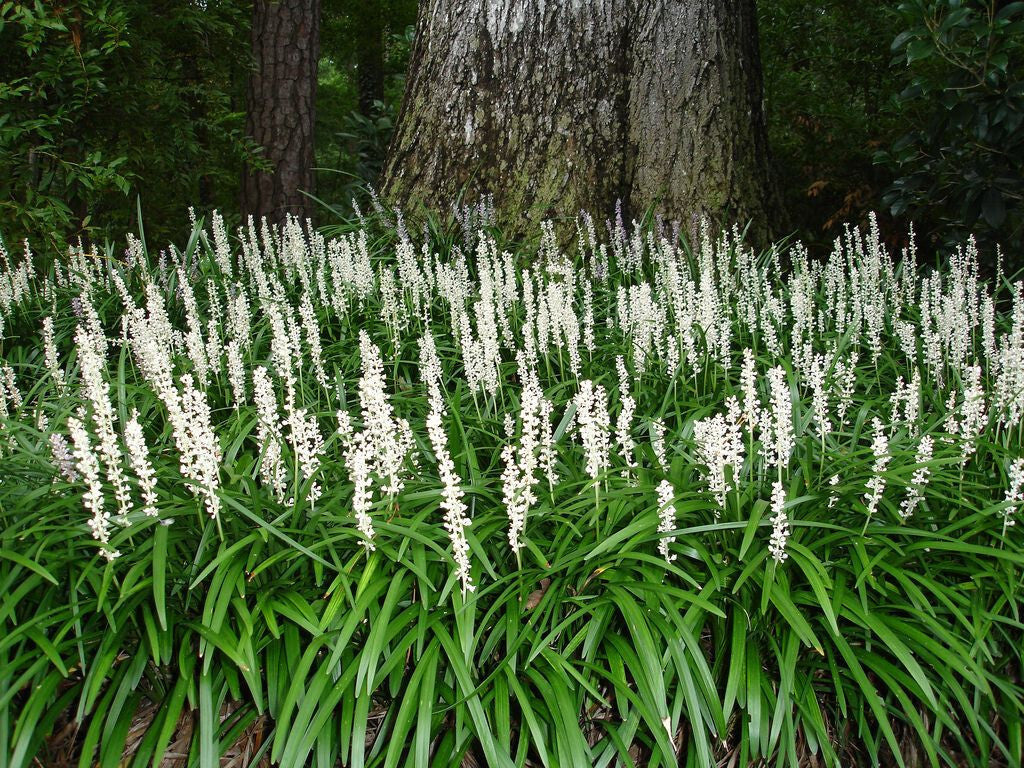 Liriope alb - Liriope muscari ‘Monroe White’