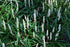 Liriope alb - Liriope muscari ‘Monroe White’